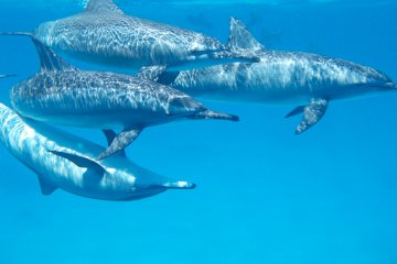 Zanzibar Dolphins tour