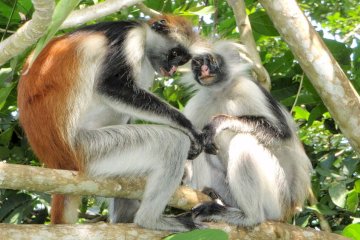 Jozani Monkey & Mangrove forest