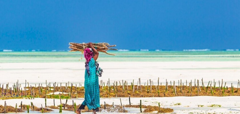 Exploring the Beauty of Zanzibar's Seaweed Culture
