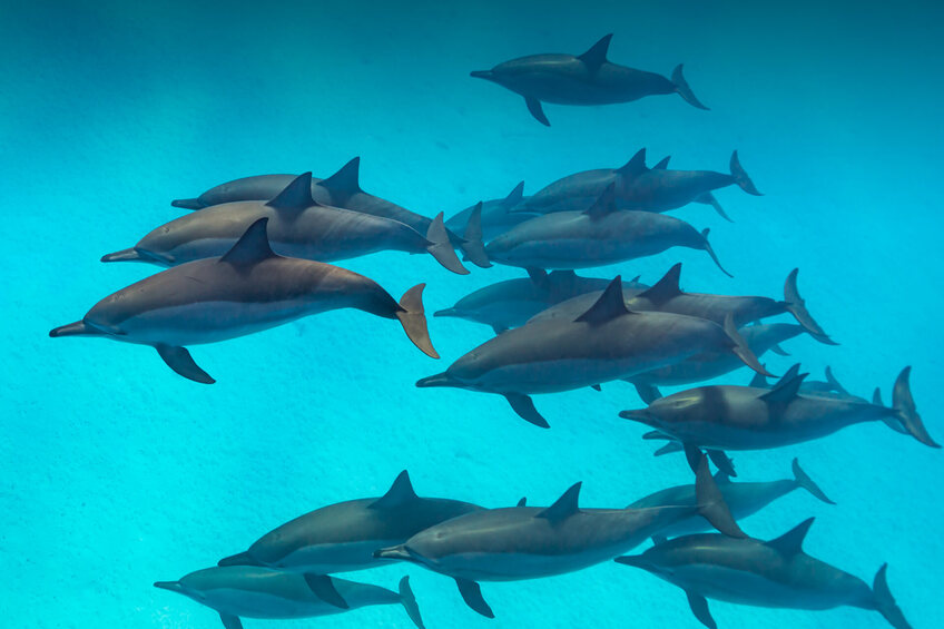 Zanzibar Dolphins And Their Important Role In Human Life